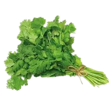Coriander